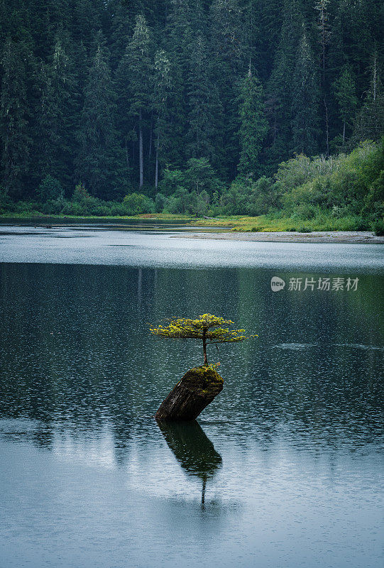 仙女湖树