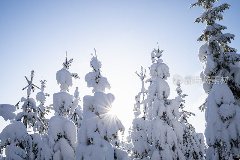 芬兰雪林之旅