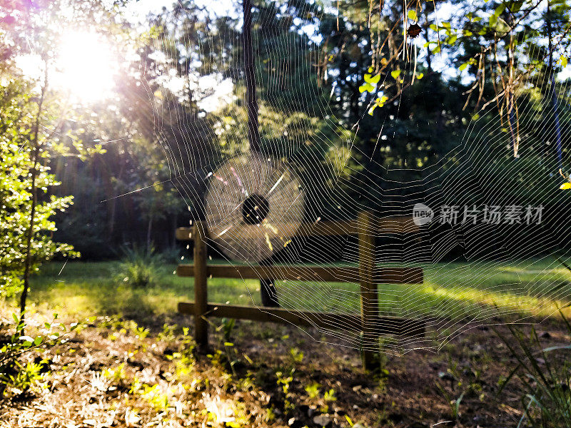 当清晨的太阳升起时，蜘蛛网在风中起舞，为错综复杂的蛛网增添了细节。