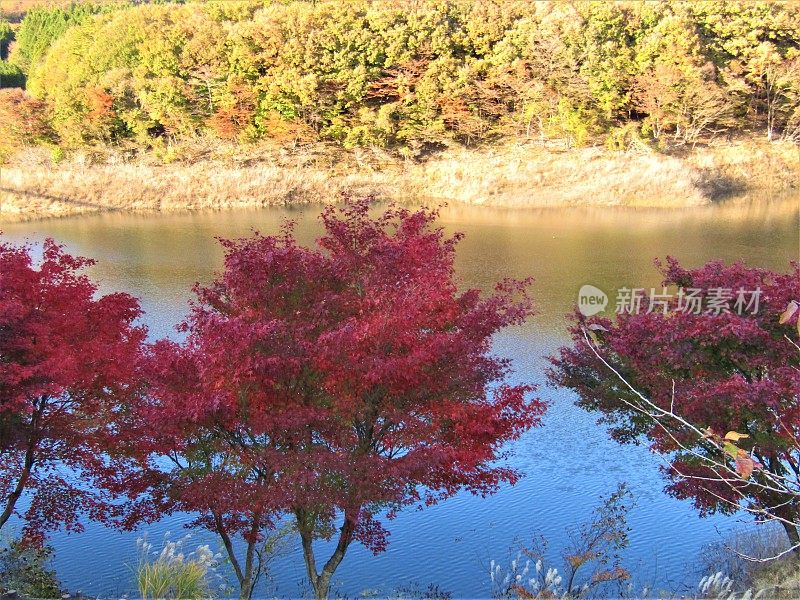 日本。11月的晴朗天气。山湖岸边的红枫树。