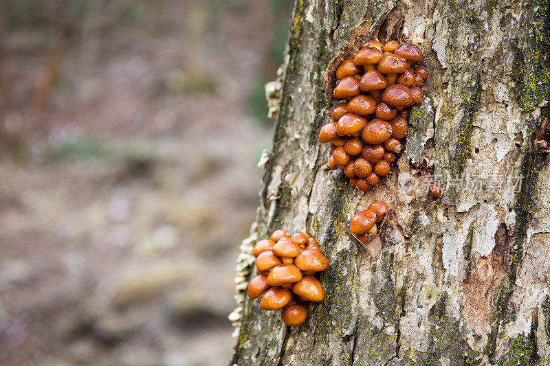生长在树上的野生Nameko蘑菇
