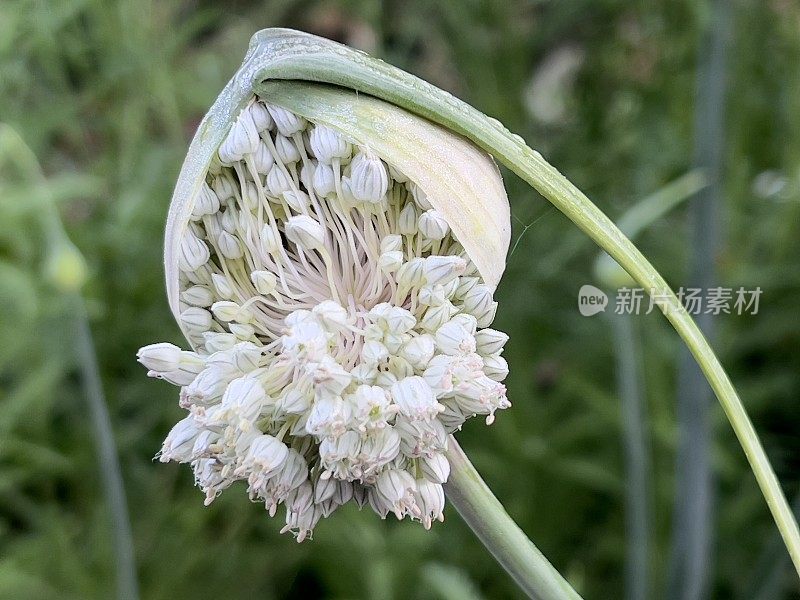 韭菜植物开花