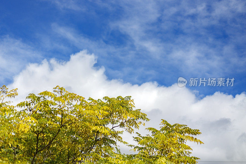 黄叶映衬着白云和蓝天的树。秋天的阳光明媚的早晨。Alcorcon,马德里,西班牙。