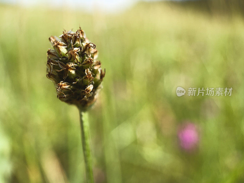 夏季在草地上的莎草，德国苔草