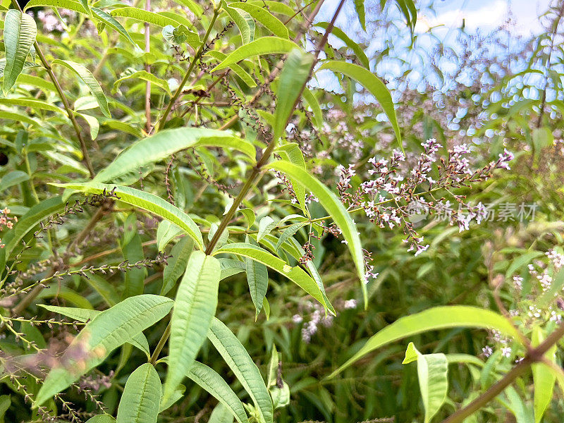 开花柠檬马鞭草灌木