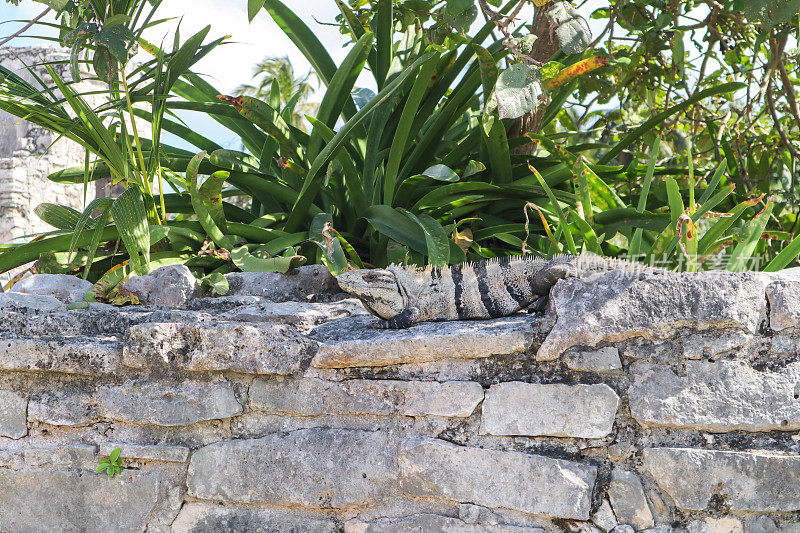 墨西哥图伦废墟中的大型鬣蜥