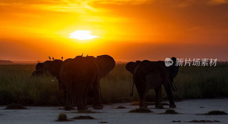 日落时分的非洲象群与白鹭。