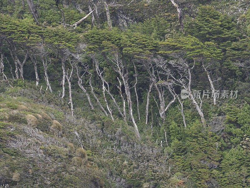 智利南部的南部山毛榉树