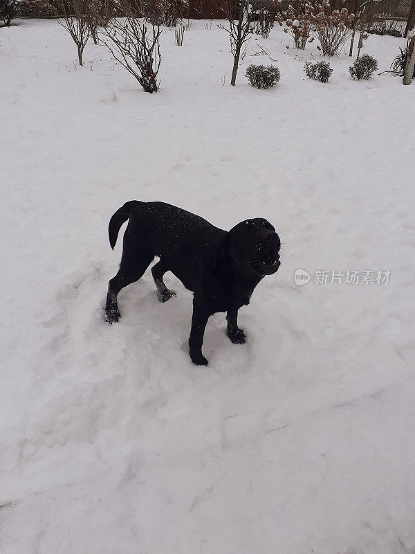 黑色的拉布拉多在雪地里玩耍