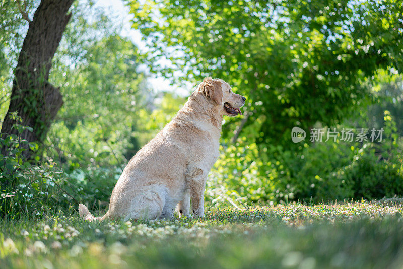 坐在草地上的金毛猎犬