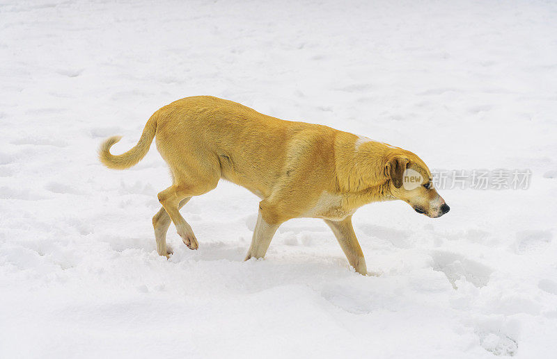 狗和雪