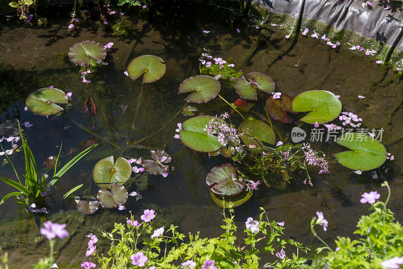 春天睡莲在花园的池塘里游来游去