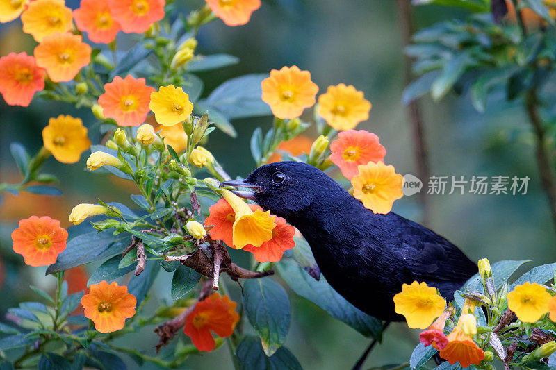 白色边花穿孔男性