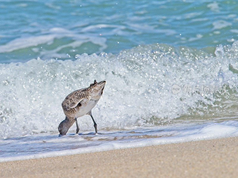 在卡纳维拉尔国家海岸，一只年幼的普通鹬正在海滩上觅食