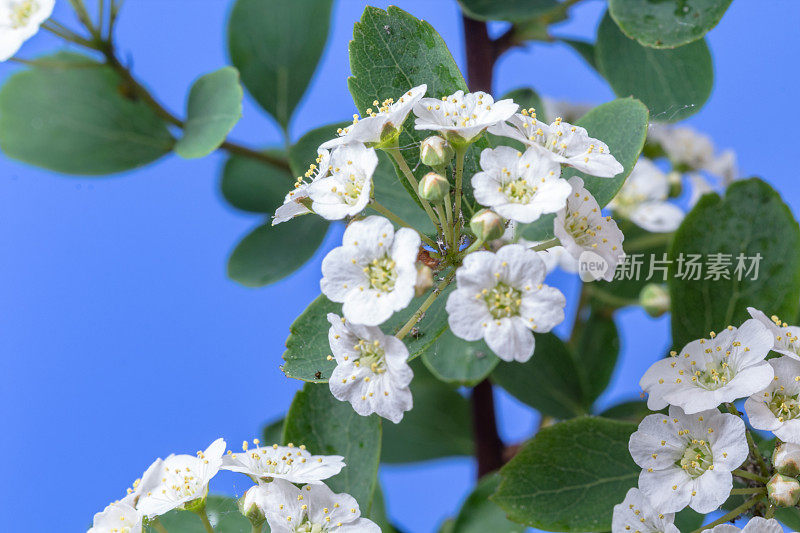 照片上的一棵荆棘树花生长在蓝色的背景。山楂盛开的花朵。