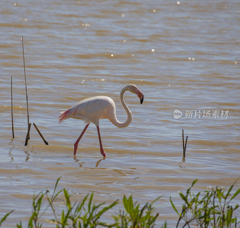 野生大火烈鸟，科多Doñana，西班牙