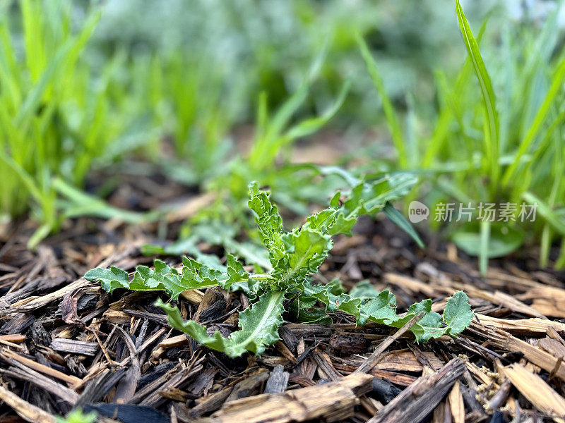 用树皮覆盖的花园杂草