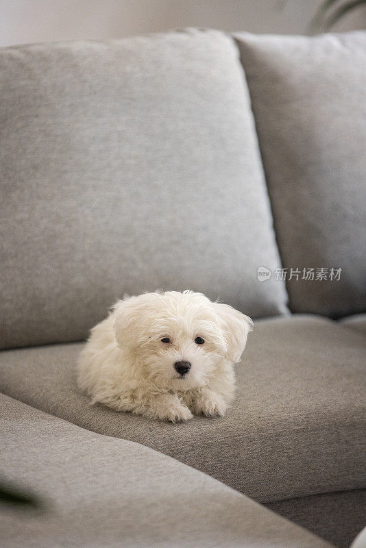 可爱的马耳他狗躺在沙发上