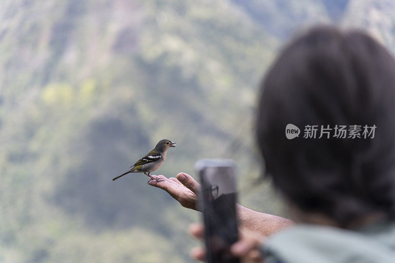 马得兰苍头燕雀，一种雀科雀形目小鸟