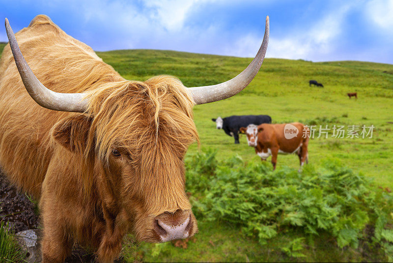 苏格兰长毛高地牛在斯凯岛，高地photomount，苏格兰英国