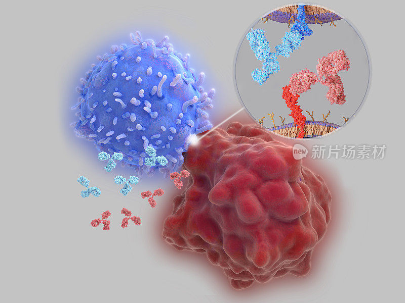 免疫检查点抑制剂:治疗性抗体阻断PD-1和PD-L1之间的相互作用
