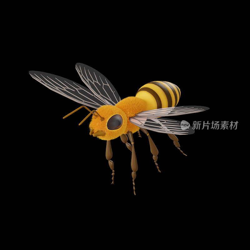 一个从黑色背景中分离出来的蜜蜂模型，带有面部和身体毛发的3D卡通人物，以及黄色和棕色的3D渲染插图