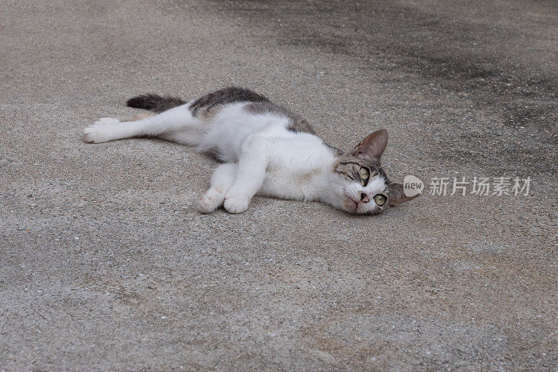 一张可爱的小猫躺着的照片