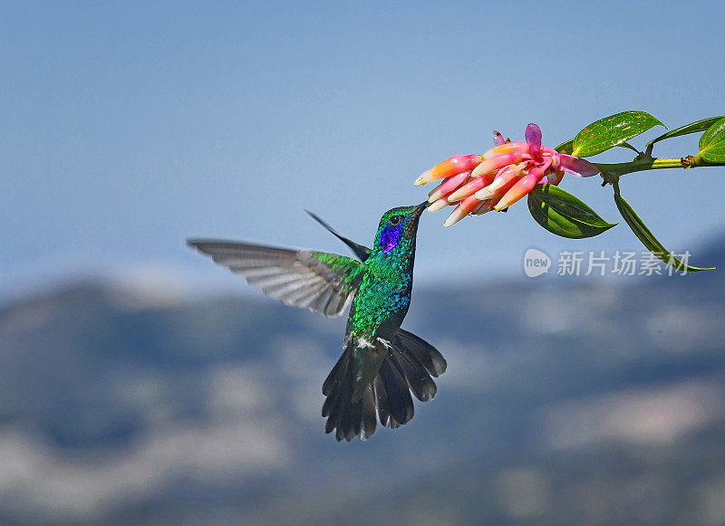 飞行中从花中提取花蜜的小堇菜蜂鸟