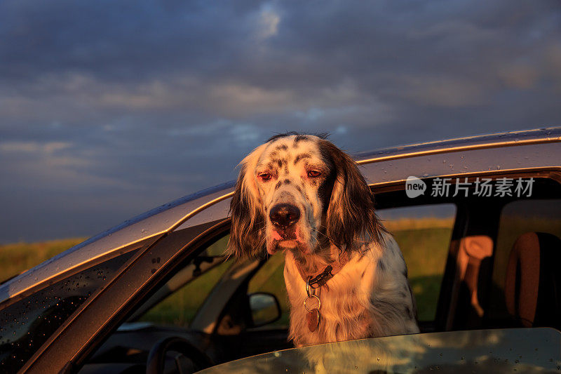 车窗外的英国猎犬