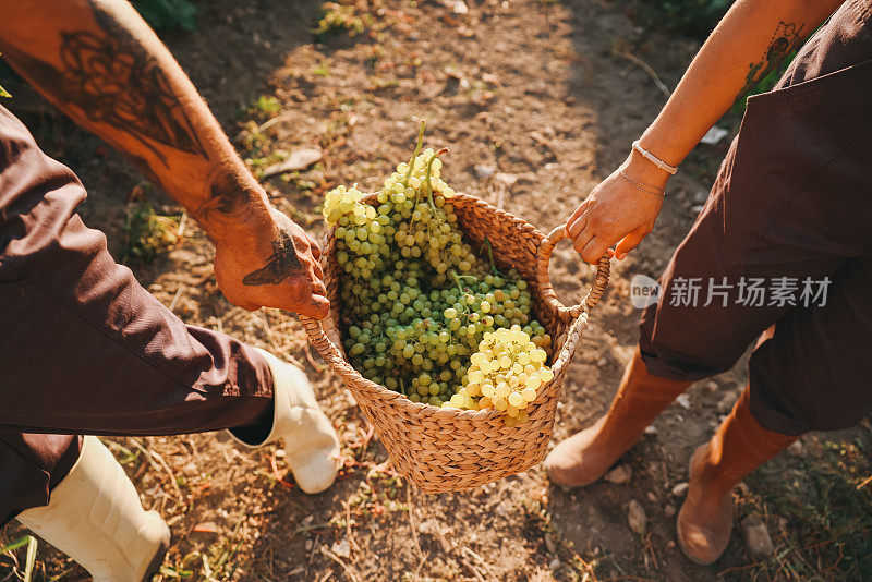一对快乐的农夫在他们的葡萄园里采摘葡萄