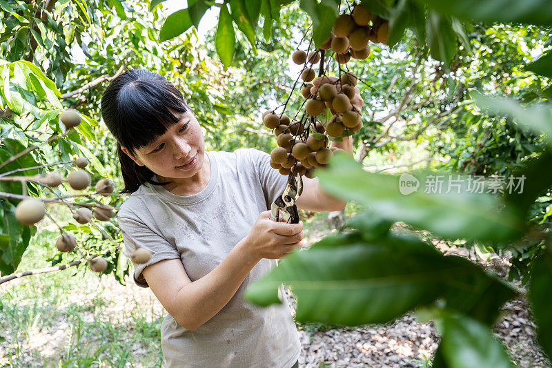 一位亚洲女农民在自己的果园里摘龙眼