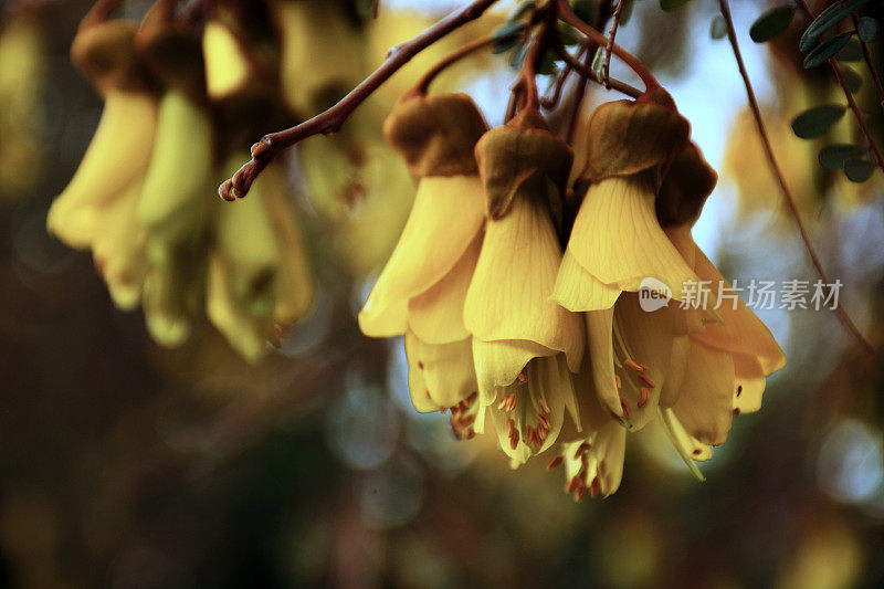 苦槐花(苦槐花属)