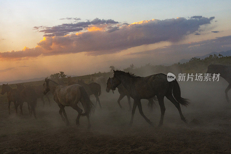 日落时分，一群野马在尘土中奔跑