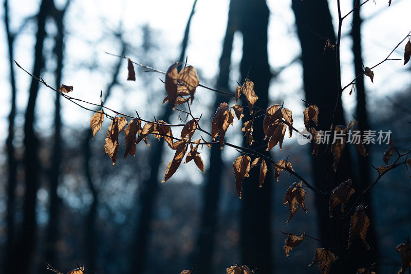 阳光下树上的叶子