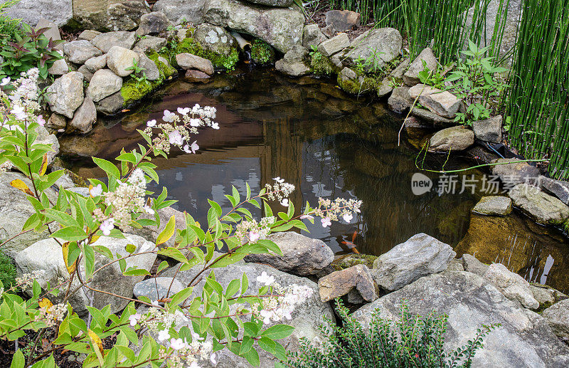 后院花园，美丽的装饰池塘在花园里。背景。景观。