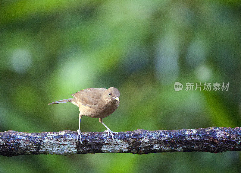 粘土色画眉，哥斯达黎加的国鸟，站在拉塞尔瓦的大树枝上