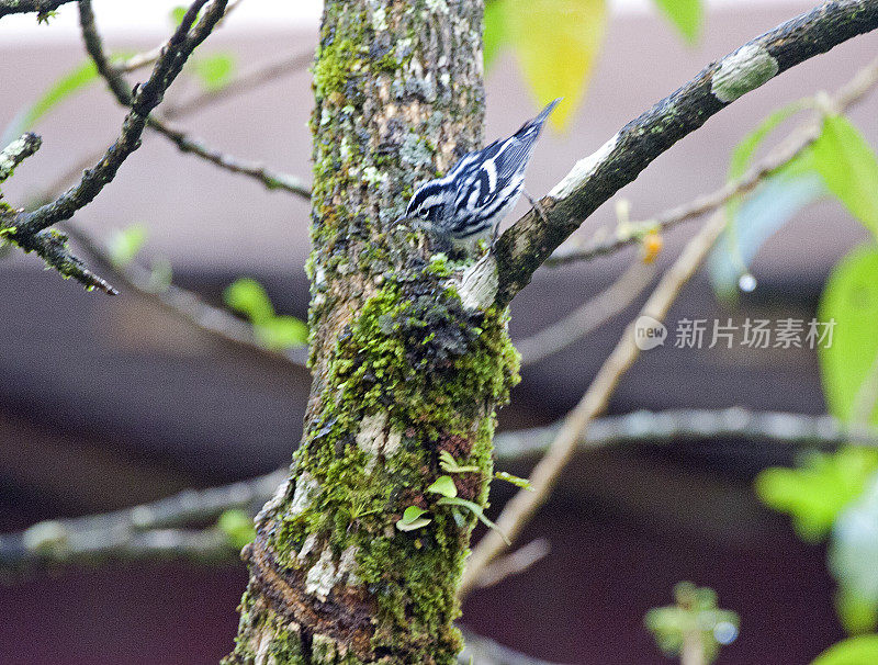 黑白莺，蒙特维德，哥斯达黎加