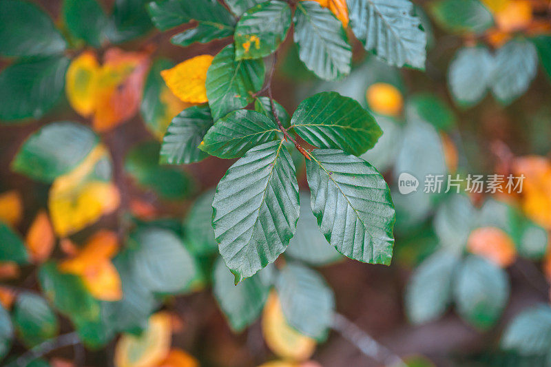 森林中的植被