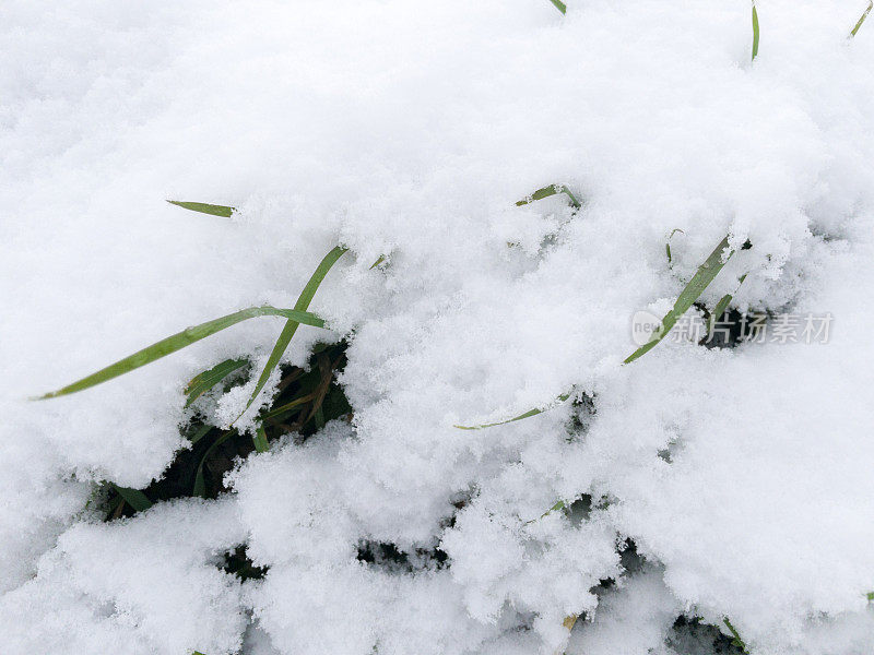 雪下的绿草。新鲜松软的雪下的草。从雪下几乎看不见草。