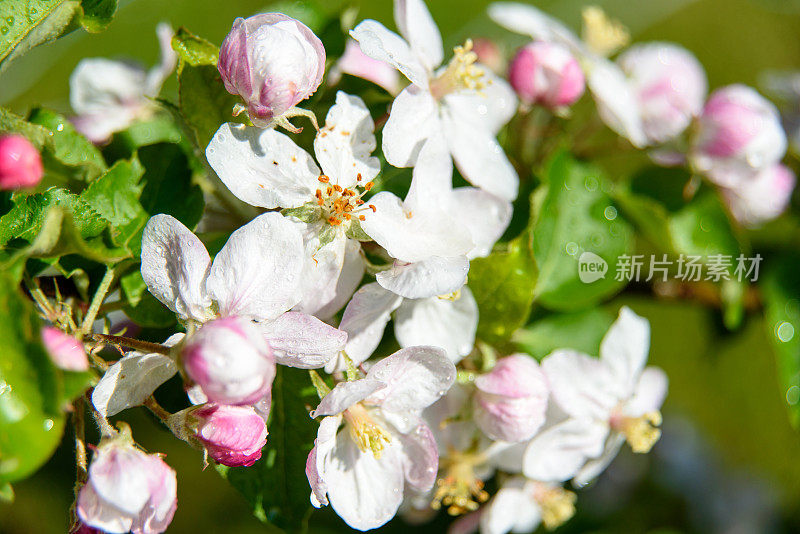 苹果树花的细节