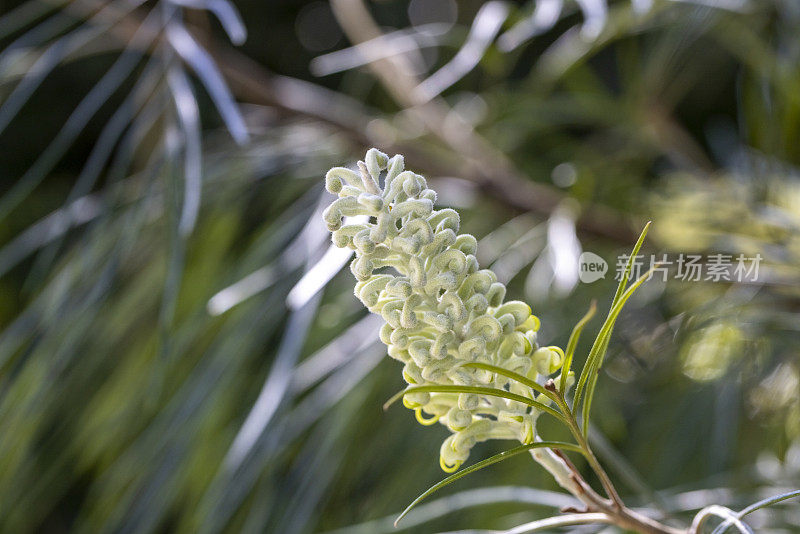 白色格蕾梅月光花蕾，自然背景与复制空间