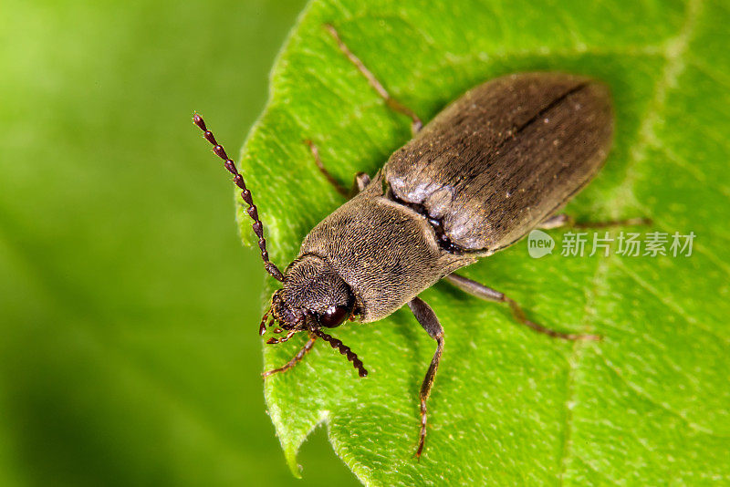 一只棕色毛茸茸的咔嗒甲虫的特写。