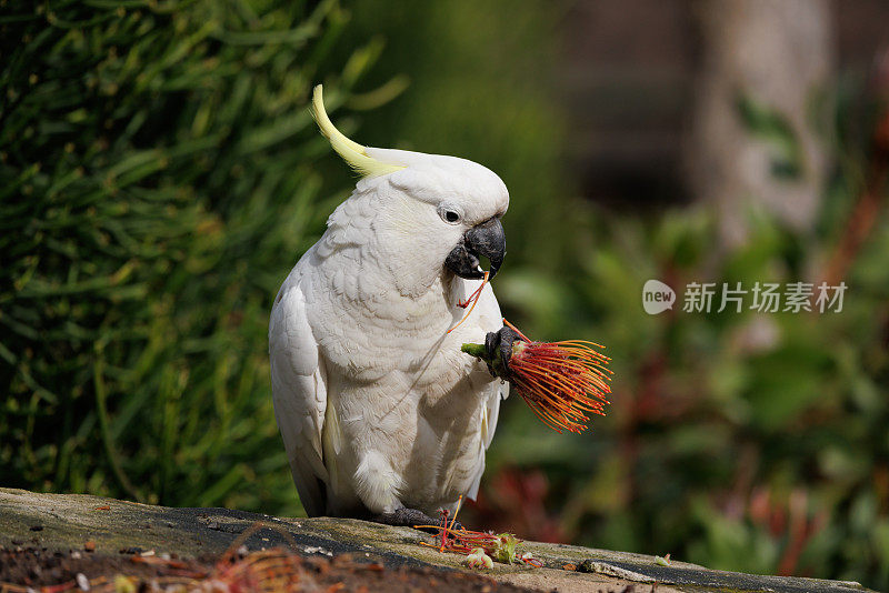 硫冠凤头鹦鹉，仙人掌