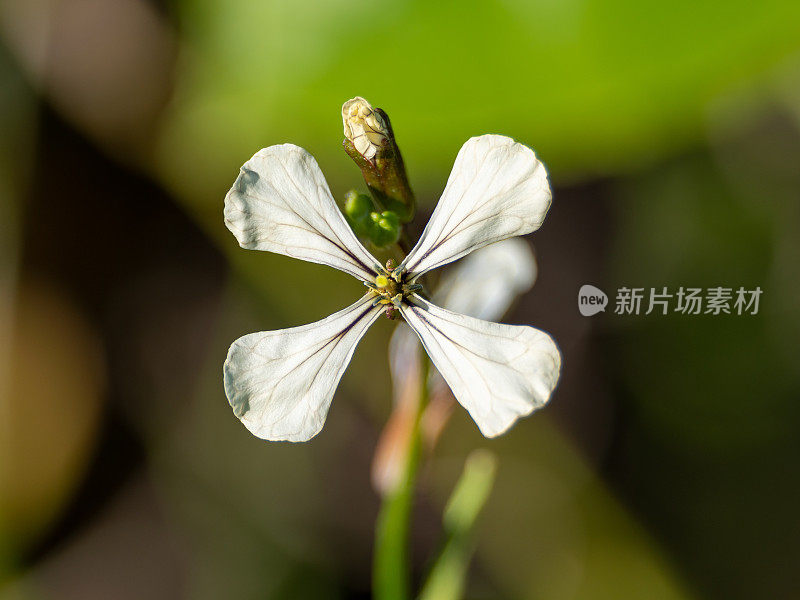 香芝麻菜花特写