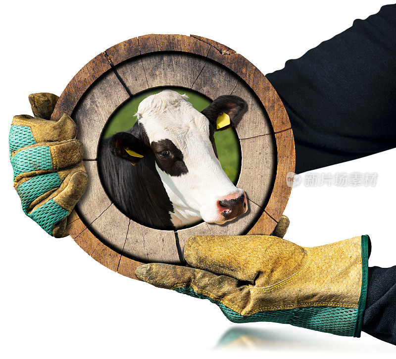 戴着手套的手拿着白色背景上孤立的牛头木牌子