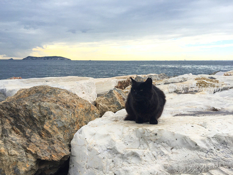 一只黑猫站在海岸线的石头上