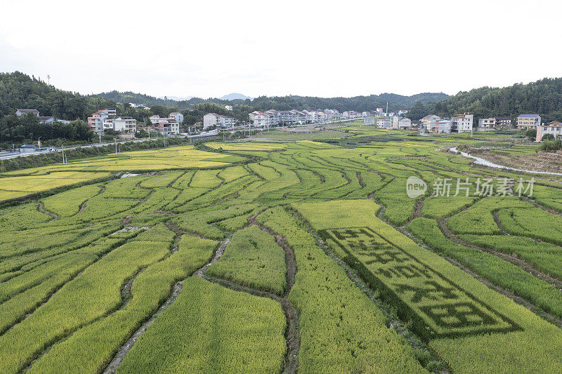 空中稻田格局