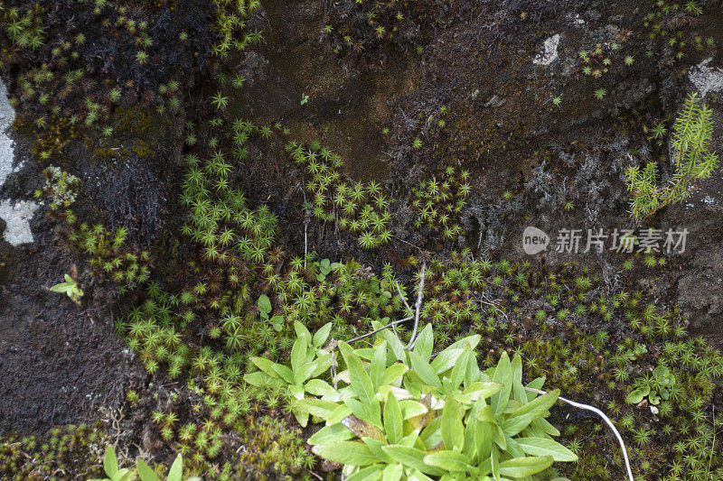 岩石上的苔藓