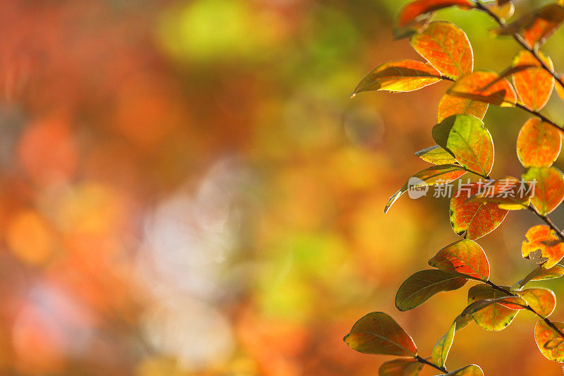 秋叶构成了一个失焦背景的框架。