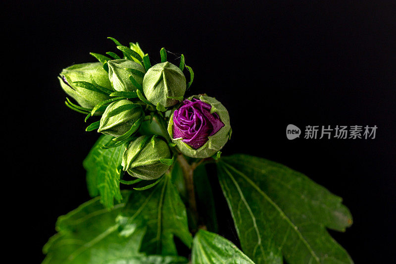 一张芙蓉花在黑色背景上绽放和生长的照片。百合花盛开，芙蓉花蕾绽放。